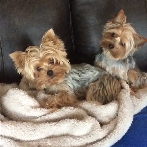 Meet your Posher, Paula - Picture 4 of 4